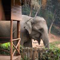 Anantara Golden🐘 Triangle Elephant Camp