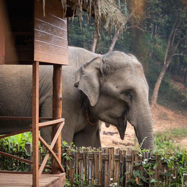 Anantara Golden🐘 Triangle Elephant Camp