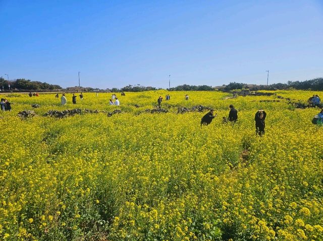 Rapeseed flower field at Noksan-ro