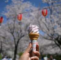 ซากุระชมพูอ่อน สวน Nishi park