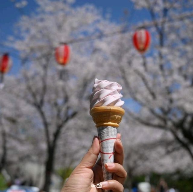 ซากุระชมพูอ่อน สวน Nishi park