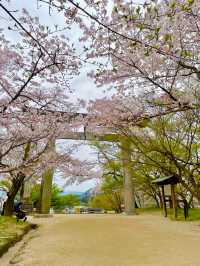 【太宰府市】桜、紅葉、新緑と季節を楽しめる神社