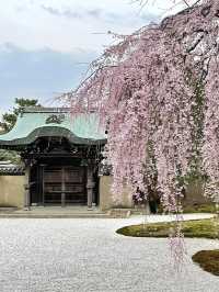 【京都】枝垂れ桜とプロディクションマッピングが同時に見れる庭園