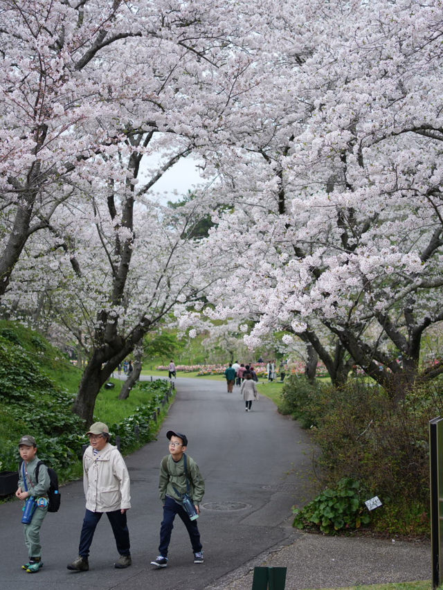 Hamamatsu Flower Park สวนดอกไม้ซากุระบานฉ่ำ