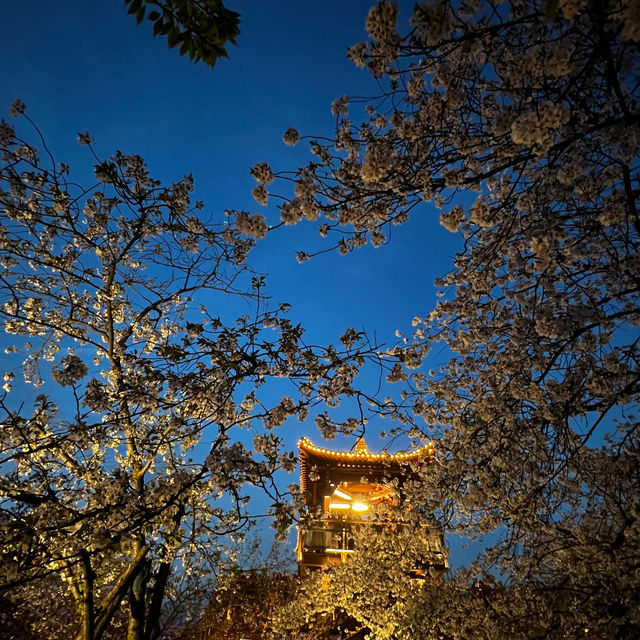 武漢櫻花園｜不出國也看櫻花滿天