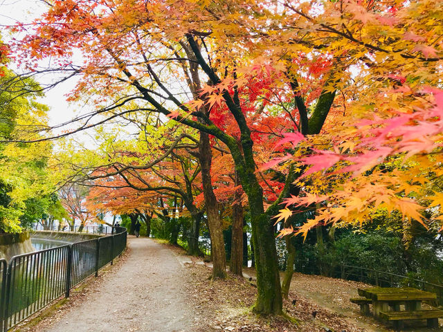 The timeless beauty of Kyoto’s red leaves🍁🇯🇵