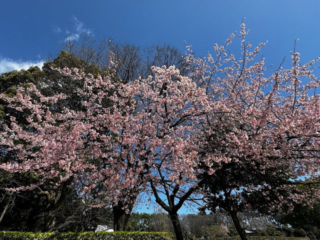 🌸名古屋城櫻花季🌸：粉嫩花海，預測花期查官網