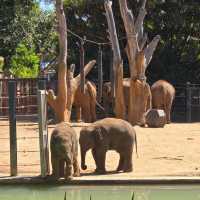 Wild Adventures Await: Melbourne Zoo 🇦🇺