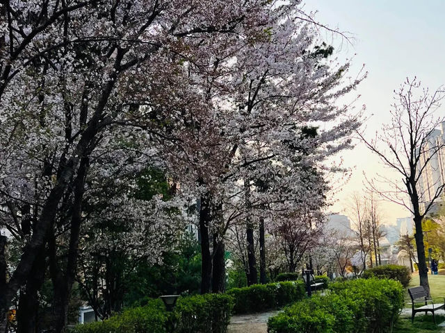 🌸「首爾書街：春天櫻花美景，適合閱讀和攝影」🌸