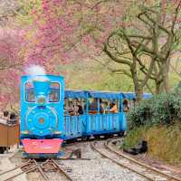 臺北貓空觀光茶園：小火車遊園獨特體驗