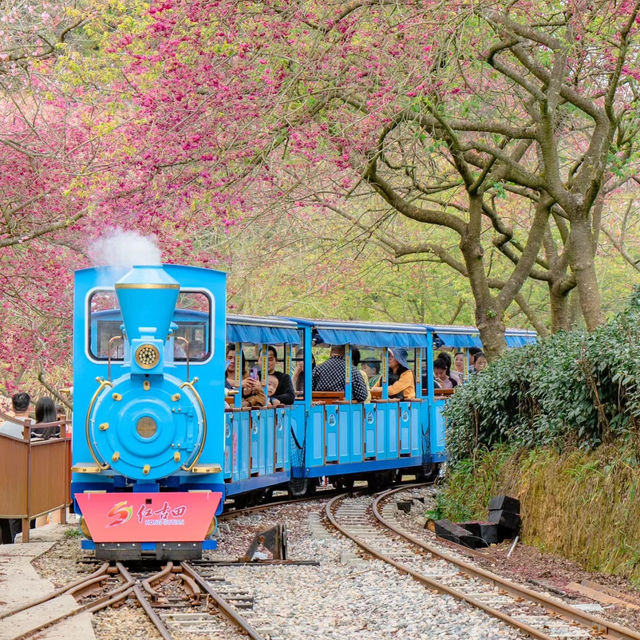 臺北貓空觀光茶園：小火車遊園獨特體驗