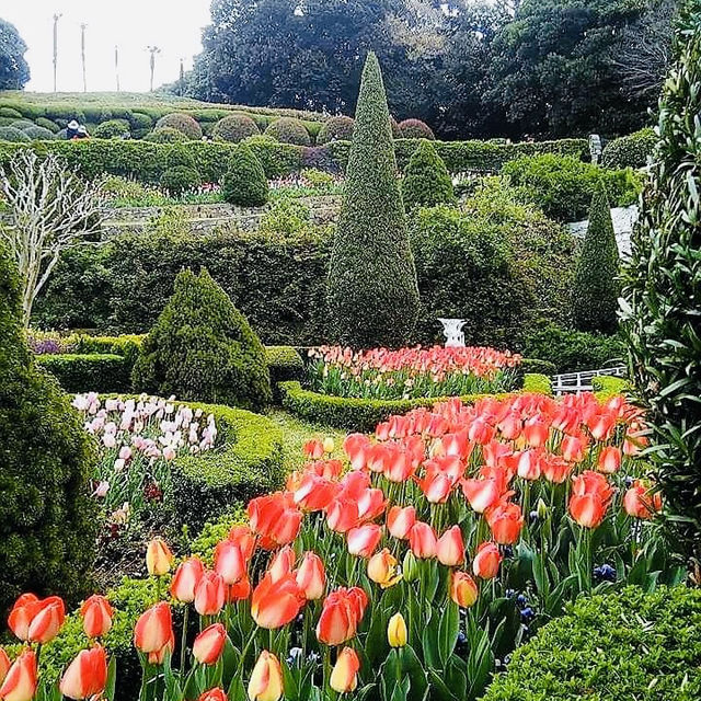 💐 Tulip Garden Blossom in Geoje Island🌷