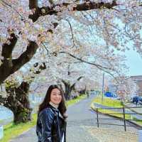ทีมซากุระสงกรานต์ที่ภูมิภาค Tohoku (Funaoka)