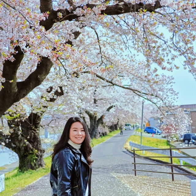 ทีมซากุระสงกรานต์ที่ภูมิภาค Tohoku (Funaoka)