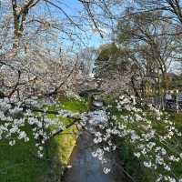 【埼玉】美しい川沿いの桜🌸名所
