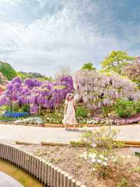 【あしかがフラワーパーク】藤の花の香りに包まれる栃木花巡りはいかが！？