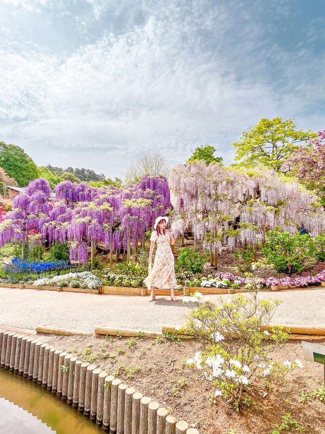 【あしかがフラワーパーク】藤の花の香りに包まれる栃木花巡りはいかが！？