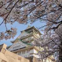 🇯🇵 Osaka castle park | Mesmerizing view of cherry blossom 🌸