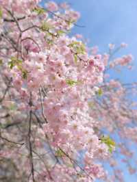 【栃木】 下野市 どこまでも続く桜並木