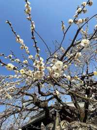 【京都観光】願い事がひとつ叶う｢ナデ牛｣のいる北野天満宮へ🌸