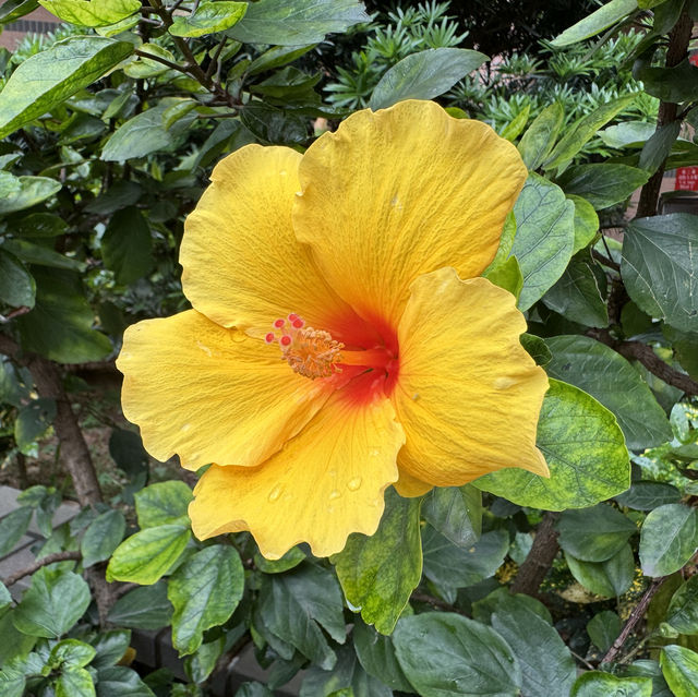 賞花好去處😍天水圍公園