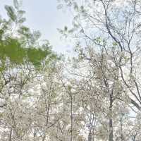 「淺淺拍個花」港版童話，小清新，城市森林裏的春天