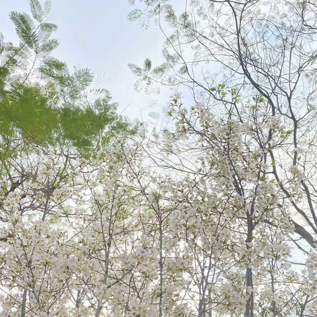 「淺淺拍個花」港版童話，小清新，城市森林裏的春天