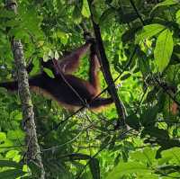 Danum Valley