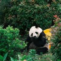 深圳野生動物園：珍稀動物