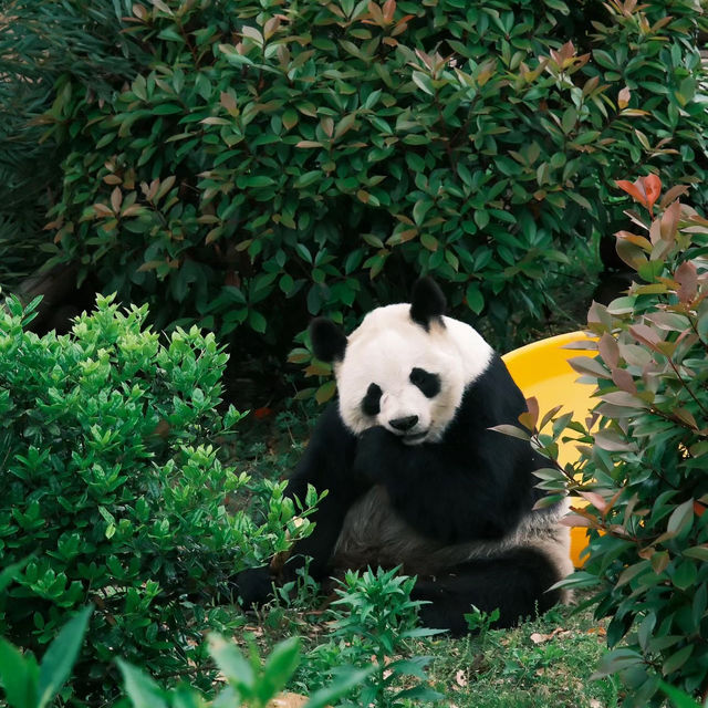深圳野生動物園：珍稀動物