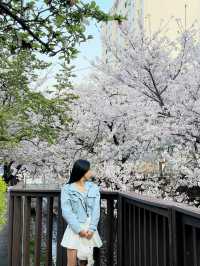 진해 여좌천과 쌍둥이 하천이 마산에 또 있다구요?