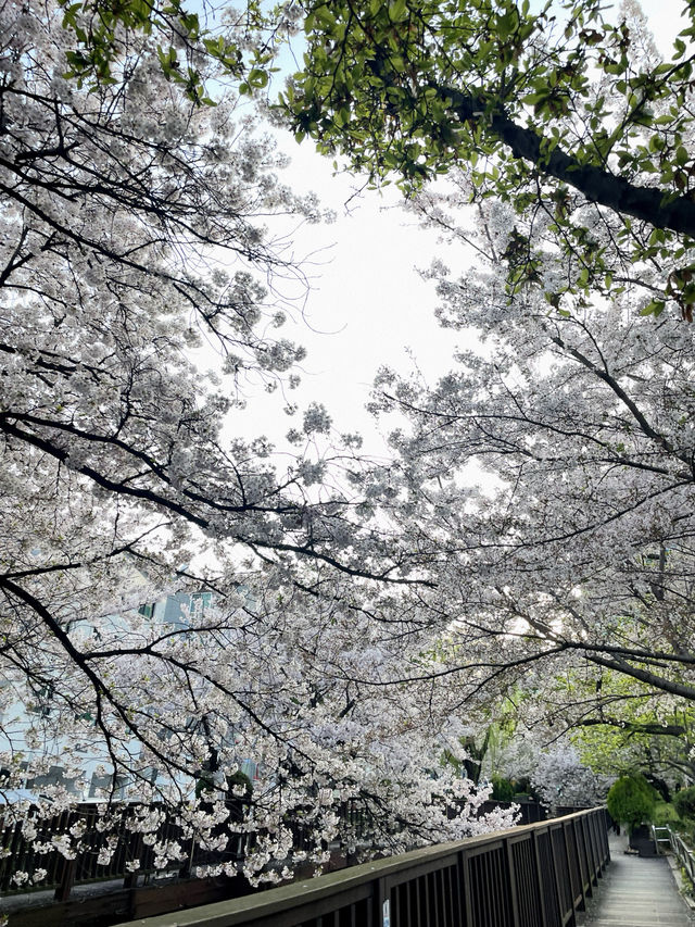진해 여좌천과 쌍둥이 하천이 마산에 또 있다구요?