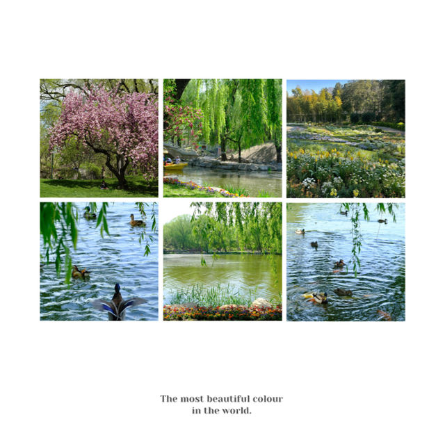 【東湖公園】觀賞野生水鴨，春天好去處