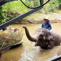 คาเฟ่ที่ทุกคนต้องมา...มองช้าง คาเฟ่