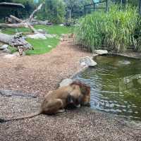 【墨爾本動物園】珍稀動物近距離觀察，週末適合遊覽