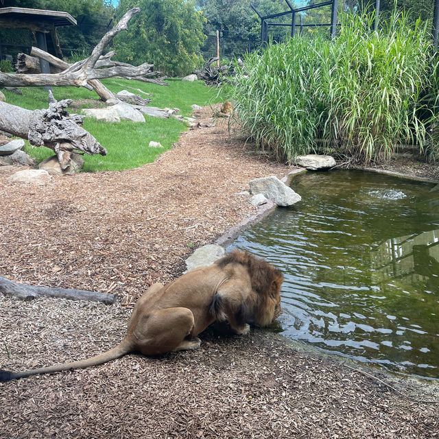 【墨爾本動物園】珍稀動物近距離觀察，週末適合遊覽