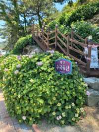 거제 수국 탑티어 저구항💜