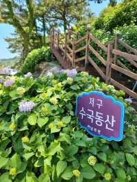거제도 수국명소 저구항