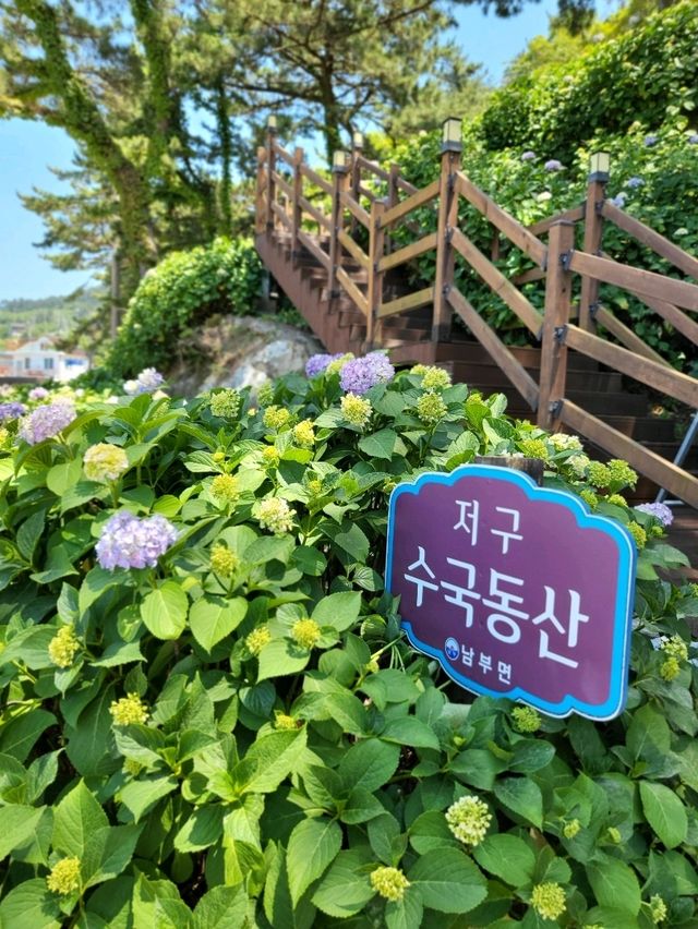 거제도 수국명소 저구항