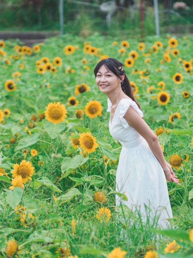 太陽花真係影極都唔厭🥰