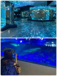 【能登】ジンベイザメに会える幻想的な水族館