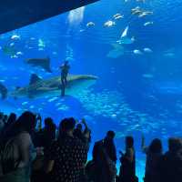 2024沖繩行～鯨鯊真的好大呀～在水族館被藍天白雲追逐