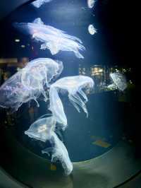 【日本東北】加茂水族館：世一水母水族館，深藍色水槽前夢幻打卡