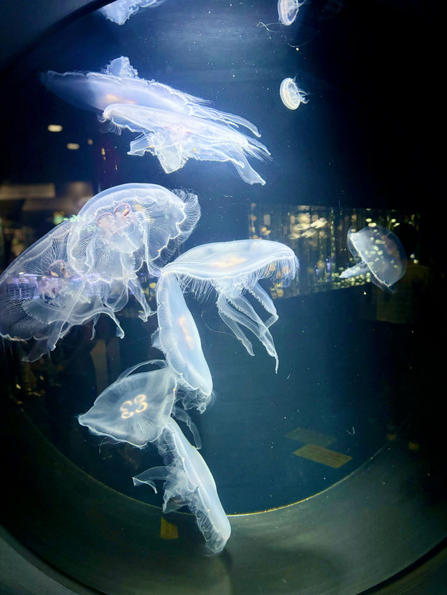 【日本東北】加茂水族館：世一水母水族館，深藍色水槽前夢幻打卡