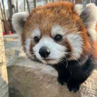 新加坡動物園：熱帶雨林奇幻之旅