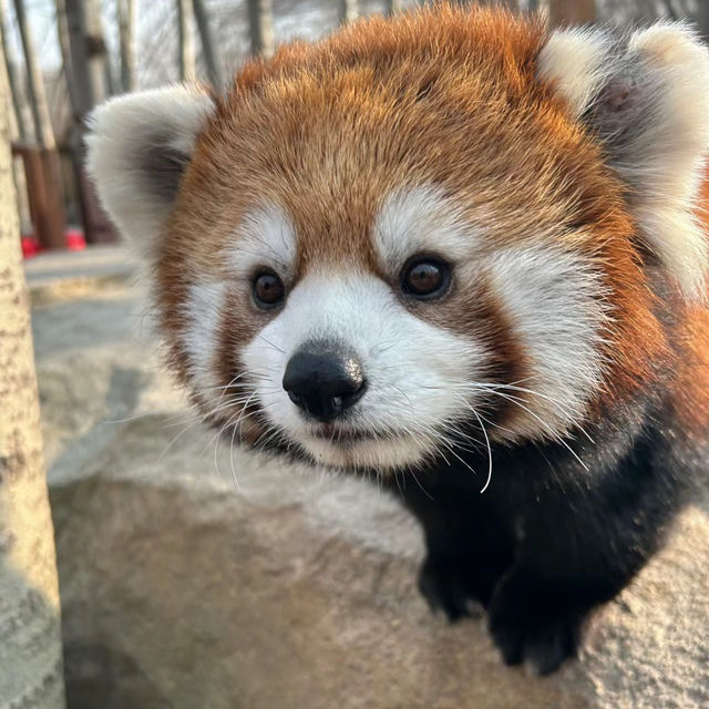 新加坡動物園：熱帶雨林奇幻之旅