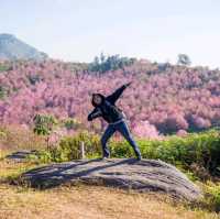 ทุ่งพญาเสือโคร่งภูลมโล