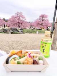 〜三重県鈴鹿市〜ピンクのに染まった世界✨鈴鹿の森庭園