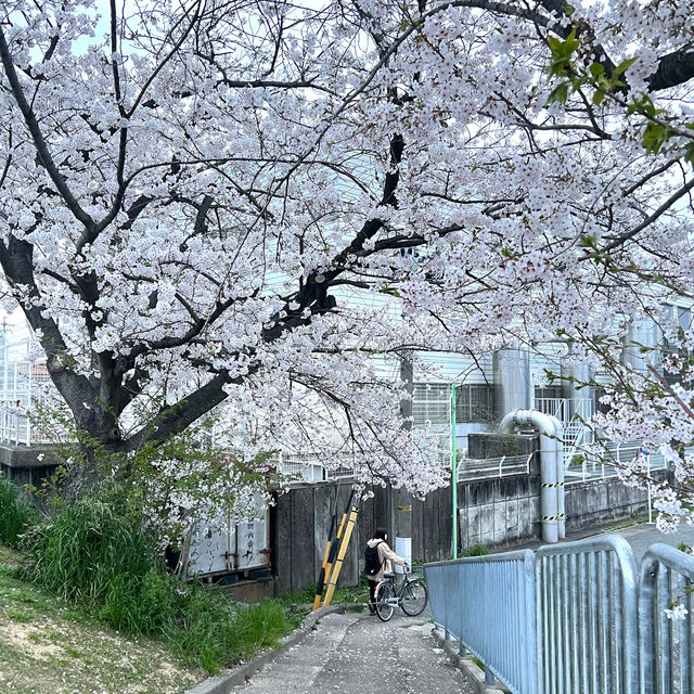 名古屋名城公園：親子賞櫻好去處，適合春天戶外活動