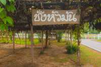 โครงการชั่งหัวมันตามพระราชดำริ 